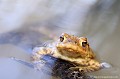 <br><br>Nom anglais : Common toad
<br>Vivre, ça voudra dire échapper aux humains. Parce que les humains tuent lorsqu'ils ont peur. Ils ont peur de ce qu'ils ne connaissent pas, et ils véhiculent plus facilement des préjugés que des vérités.
<br><br>Photo réalisée en France, dans l'Allier (Auvergne)
<br><br>

 Crapaud commun
Bufo bufo
Common toad
Auvergne
Allier
Vivre
humains
préjugés
peur
 